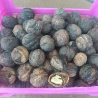 گردو|خوردنی و آشامیدنی|شیراز, گویم|دیوار