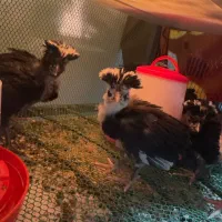 جوجه لهستانی ویاندوت ایام سمانی برهما مرغ وخروس|حیوانات مزرعه|رشت, گیل|دیوار