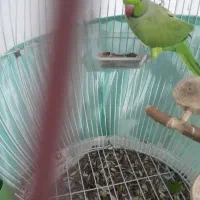طوطی ملنگوسخنگو
