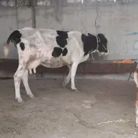 گاو هلشتاین روستای مراونه