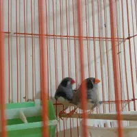 یک جفت فنچ گلدین بایک جفت فنچ لپ سیا|پرنده|رفسنجان, |دیوار