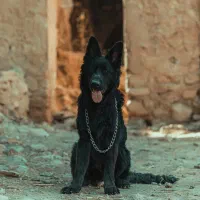 سگ ژرمن بلک اصل شولاین