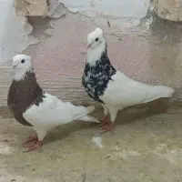 کبوتر سینه  یکت سفید طوقی دمبی سرور|پرنده|شیراز, آبیاری|دیوار