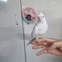 عروس هلندی مولد|پرنده|رشت, استقامت ۲|دیوار