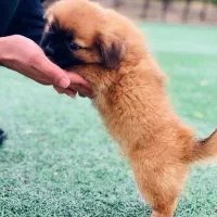 سگ پامر|سگ|شیراز, چوگیاه|دیوار