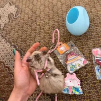 بچه همستر نژادار