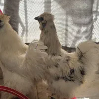 مرغ ابریشمی اصل