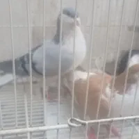 کبوتر|پرنده|مشهد, پروین اعتصامی|دیوار