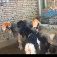 ۳تا میش بختیاری|حیوانات مزرعه|بابا حیدر, |دیوار