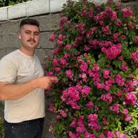 غرب نهال باتولید و توزیع نهال بصورت انبوه|خدمات باغبانی و درختکاری|پلدشت, |دیوار