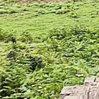 فروش 800 متر زمین کوتنا