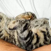 گربه DSH|گربه|زاهدان, |دیوار