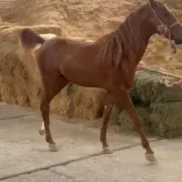 کره اسب نریان ۲ ساله کرد اصیل - آماده فروش