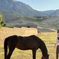 اسب مادیان