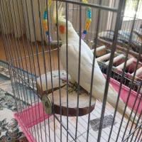 عروس هلندی سفید