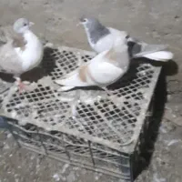 ۸تا دوتومن|پرنده|اسفراین, |دیوار