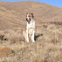 سگ گله ای|سگ|اردبیل, |دیوار