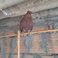 یک سرخ یک جوجه سبز.یک سبزدورگ