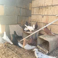 دسته کبوتر رنگی|پرنده|شهرضا, |دیوار