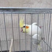 عروس هلندی گم شده
