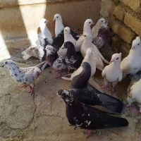 فروش یه تیپ کبوتر پرشی و نقش|پرنده|باغ بهادران, |دیوار
