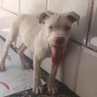 پیت بول|سگ|سیرجان, |دیوار