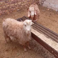 بز جوان دانه ۵۲۰۰