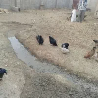 مرغ خروس|حیوانات مزرعه|جوادآباد, |دیوار