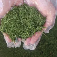 سبزی|خوردنی و آشامیدنی|عسلویه, |دیوار