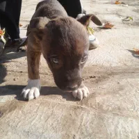 توله سگ کن کورسوو آکیتا