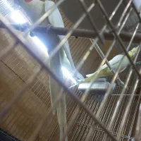 جفت عروس هلندی لوتینو