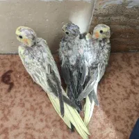 جوجه عروس هلندی