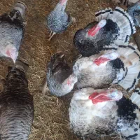 بوقلمون محلی وقوغاز