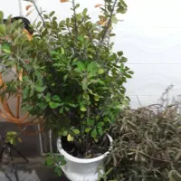 درب چوبی و دار قالی تابلو فرش|حراج|اسدآباد, |دیوار