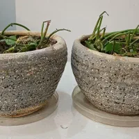 گلدان های سفالی|گل و گیاه طبیعی|قدس, شهر‌قدس|دیوار