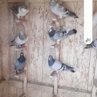 ۳دسته کفتر سوراخ فروشی