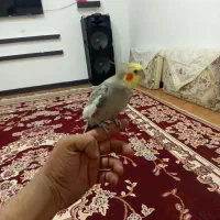 نر عروس هلندی پر حرف