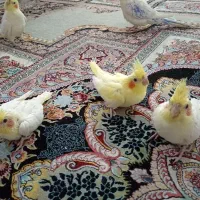 فروش جوجه عروس هلندی عدد 20 روزه کاملا دستی