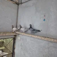 کبوتر ماده نژاد خطی|پرنده|قزوین, |دیوار