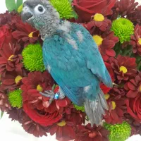 گرینچیک، جوجه سرلاکی، تراکویس نرمال