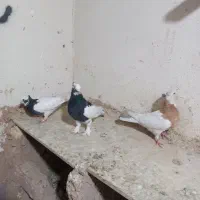 کبوتر طوقی|پرنده|شیراز, سینما سعدی|دیوار