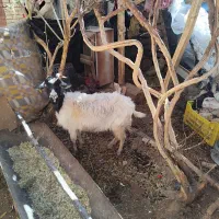 بز محلی دندان ها سالم