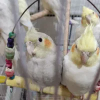 جوجه عروس