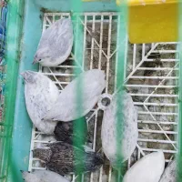 بلدرچین مینیاتوری|حیوانات مزرعه|مشگین شهر, |دیوار