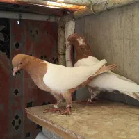کبوتر سینه سیاه|پرنده|اصفهان, سپاهان‌شهر|دیوار