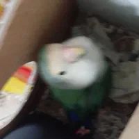 کوتوله|پرنده|مشهد, زمرد|دیوار