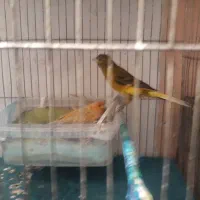 پرنده قناری فنچ سهره|پرنده|تهران, نازیآباد|دیوار