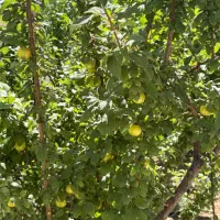 ویلا دوبلکس مبله تهاتر با آپارتمان تهران|فروش خانه و ویلا|تهران, نازی‌آباد|دیوار