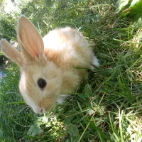 واگذاری رایگان خرگوش ماده|موش و خرگوش|فلاورجان, |دیوار