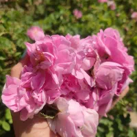 گل محمدی تازه و خشک شده